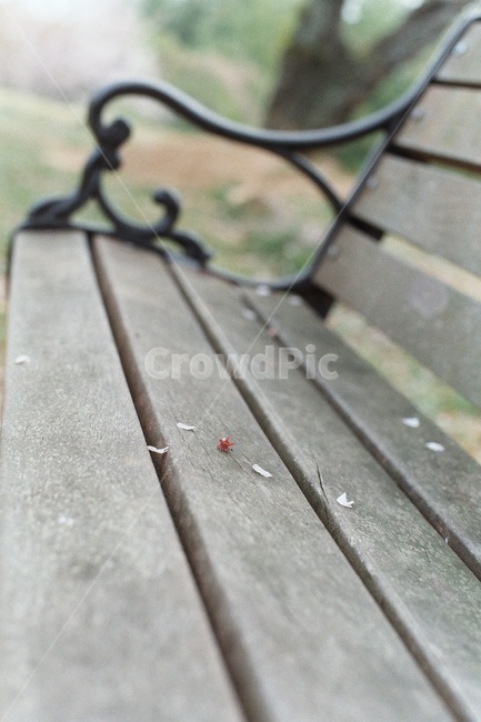 벤치,나무벤치,의자,꽃잎,공원,필름사진,bench,film