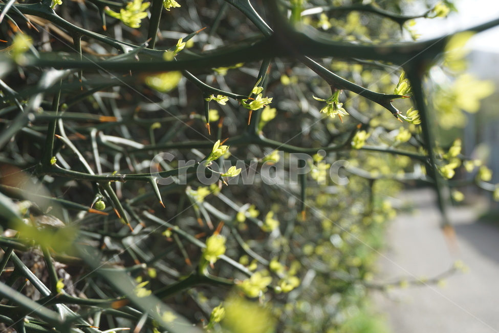봄,4월,탱자나무,탱자나무가시,연두색,새순,녹색,골목길,봄,계절,spring,season,식물,자연,plants,nature,plant
