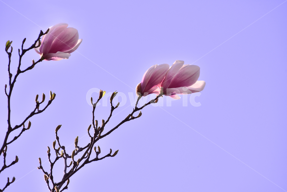 목련꽃,자목련,자주색꽃,봄꽃,봄배경,꽃,플라워,plant,식물,퍼플,나무꽃,진자주색,purple,동양적인,야외,옥외,나뭇가지,꽃잎,식물,자연,plants,nature,꽃,flower