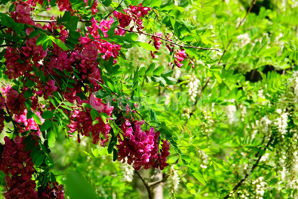 아카시아,봄,붉은아카시아,꽃,숲,식물,자연,plants,nature,꽃,flower