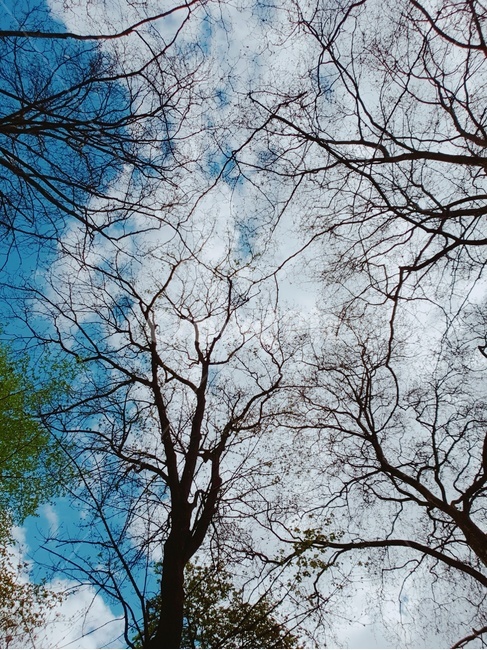 나무,하늘,풍경,구름,나뭇가지,자연,몽환적,가을,tree,sky,nature