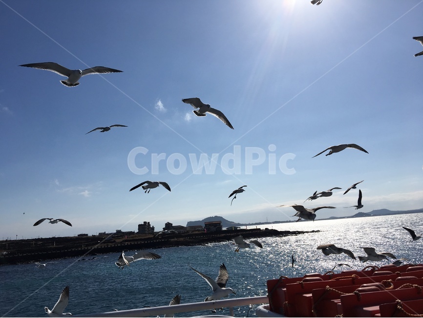 갈매기,제주도,바다,유람선,여행,동물,animal,조류,새,birds