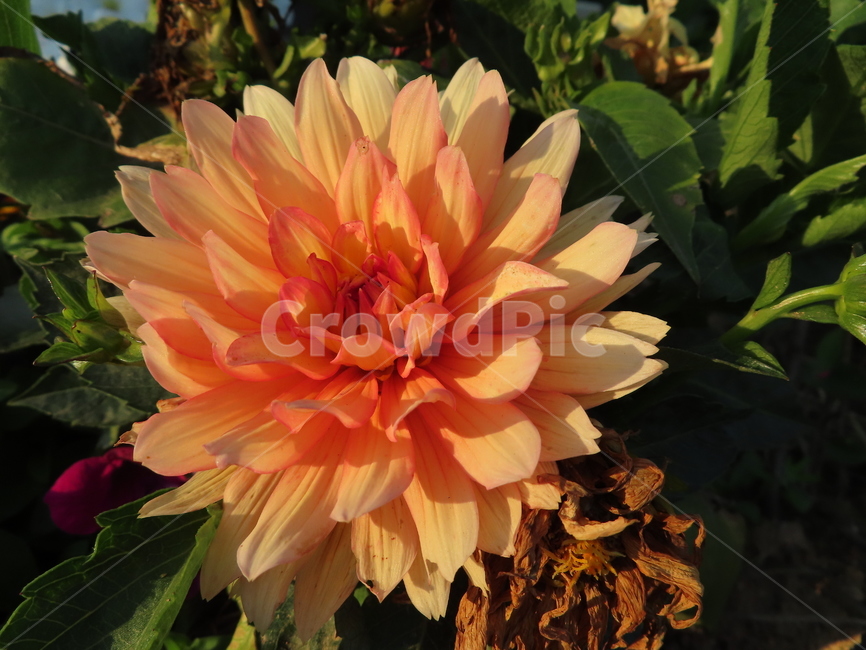 쌍떡잎,식물,꽃,아름다움,주황색,화려한,plants,flowers,beauty,orange,sunny
