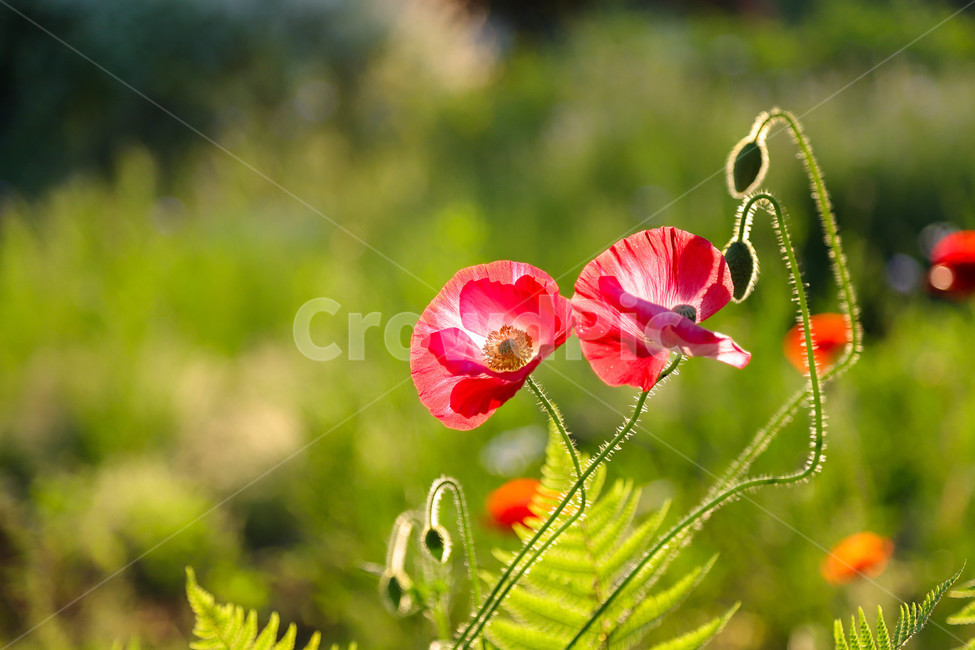 봄,봄날,봄꽃,꽃,양귀비,역광,아름다운,예쁜,배경,식물,해질녘,spring,flowers,sunset,beautiful,식물,자연,plants,nature,꽃,flower