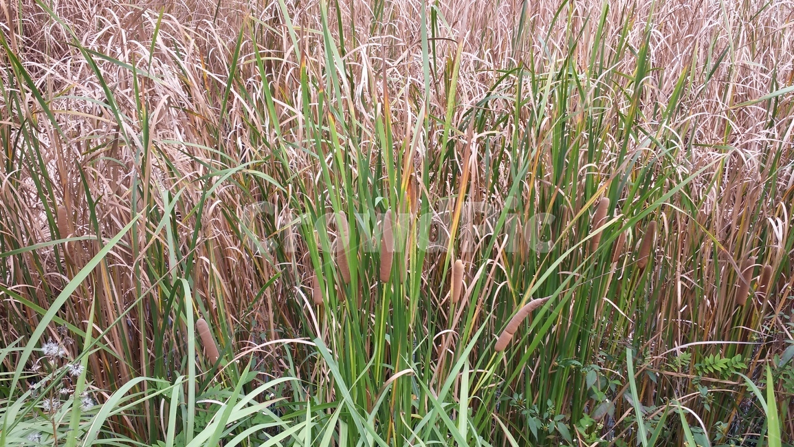 plant,식물,자연,가로,부들,풀,초록,분홍,vegetation,초목,식물,자연,plants,nature
