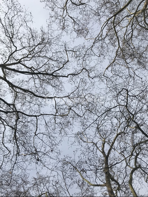가을,나무,하늘,풍경,tree,plant,식물,식물,자연,plants,nature,나무,trees,wood