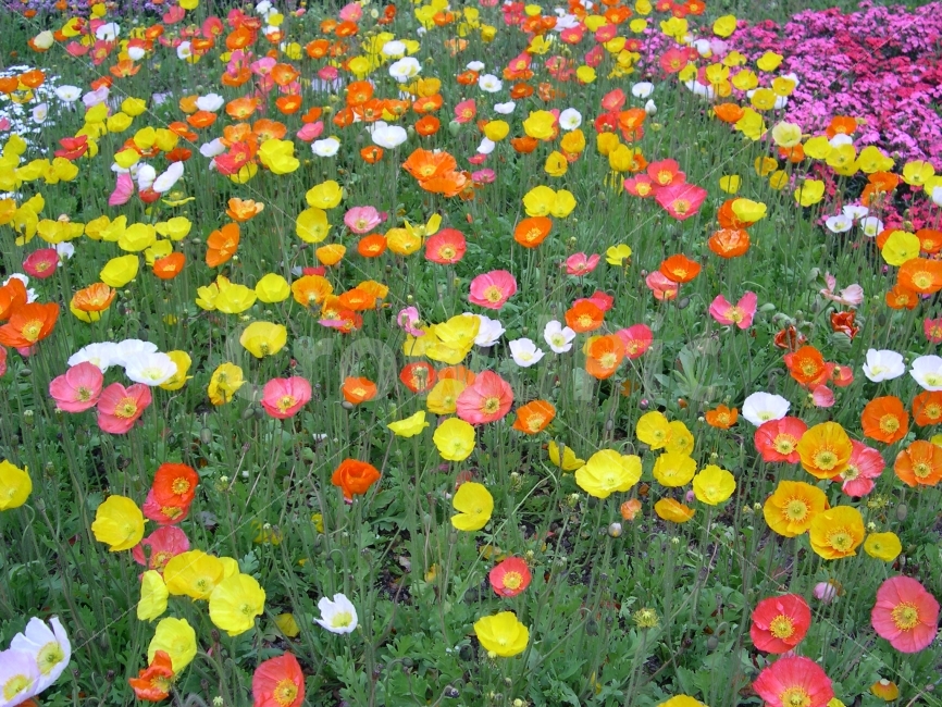 양귀비,양귀비꽃,꽃,식물,꽃밭,flower,식물,자연,plants,nature,꽃,flower