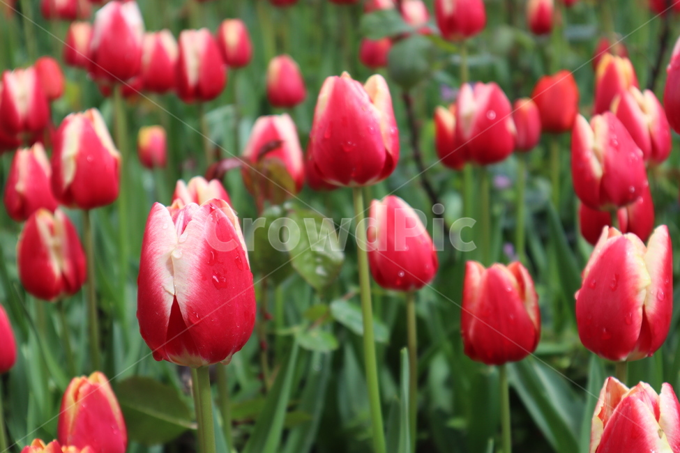 튤립,빨간튤립,꽃,꽃밭,봄,blossom,flower,plant,tulip