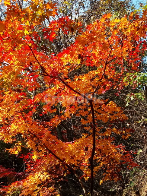 낙엽,단풍,落葉,leaves,나뭇잎,단풍나무,식물,maple,낙엽활엽관목,잎,계절,가을,자연,풍경,outdoors,옥외,fallautumnseason,naturelandscape,풍경사진,가을,계절,fall,autumn,season,leaf,plant,tree,나무