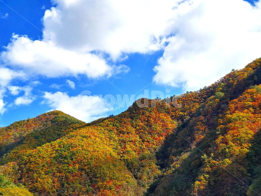 단풍,가을,산,나무,붉은단풍,가을,계절,fall,autumn,season,자연,풍경,nature,landscape,outdoors,옥외
