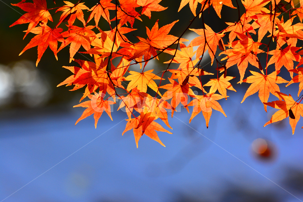 fancy,Orange,transparent,red,autumn lyricism,fall,leaves,leave,autumn mood,season,autumn leaves,Maple,autumn background,feeling,leaf,outdoor,Red,autumn tree,Autumn feeling,Autumn sensibility,blue,background,maple,autumn