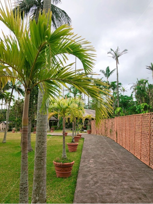 야자수,garden,정원,arbour,정자,옥외,outdoors,plamtree,plam