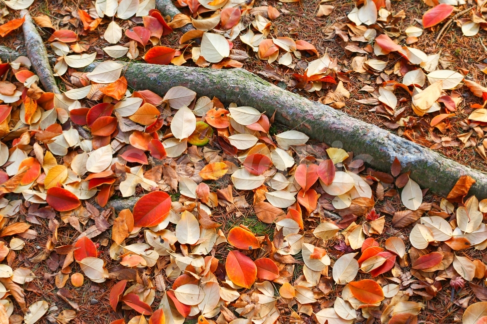 color,tree,leaf,Red,fallen leaves,background,plant,root,Warmth,season,autumn,colorful,Maple