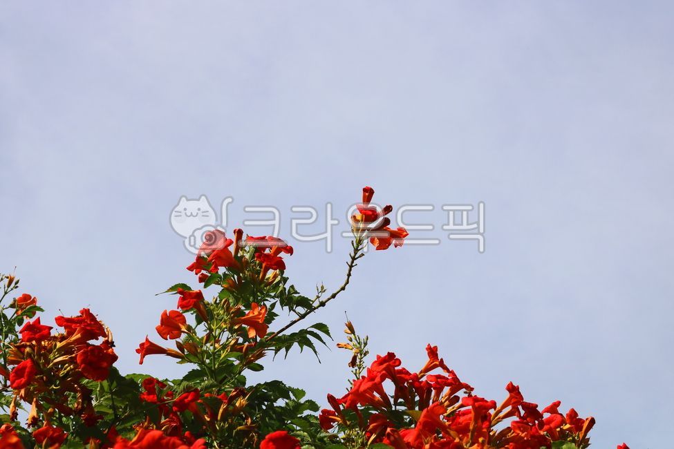 능소화,꽃,식물,나무,덩굴식물,능소화꽃,넝쿨식물,붉은색꽃,잎,꽃잎,나뭇잎,덩굴나무,자연,금등화,양반꽃,공원수,정원수,관상용,하늘,맑은하늘