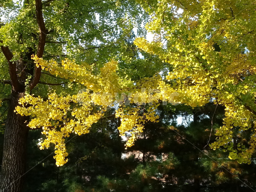 가을,단풍,낙엽,maple,plant,식물,단풍나무,단풍잎,leaf,잎,tree,나무,계절,fallautumnseason,가을단풍,자연,풍경,경치,가을,계절,fall,autumn,season,식물,자연,plants,nature,나무,trees,wood
