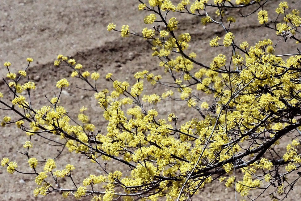봄,산수유,꽃,노란색,나무,식물,자연,계절,yellow,nature,season,flower,beauty,tree,봄,계절,spring,season,식물,자연,plants,nature,꽃,flower,plant,blossom