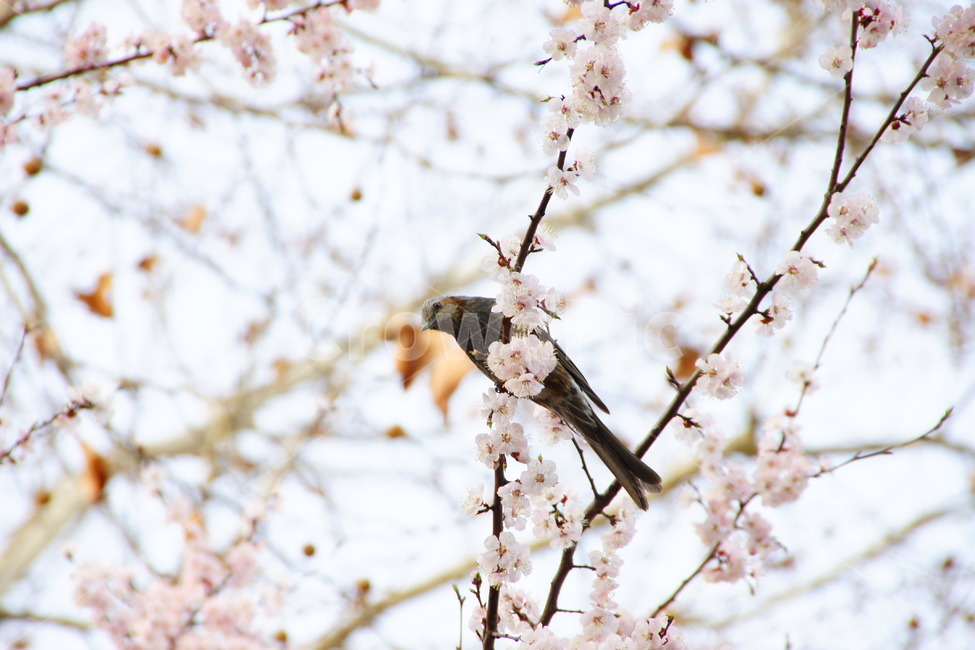 봄,새,조류,나무,휴식,동물,animal,조류,새,birds