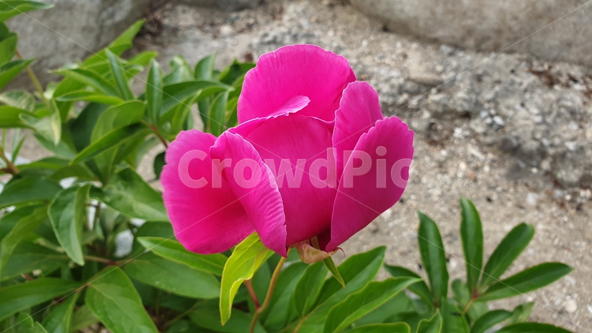 작약,꽃,식물,자연,자주색,잎,봄,색상,색깔,붉은색,녹색,season,plants,nature,leaf,peony,flower,purple,green