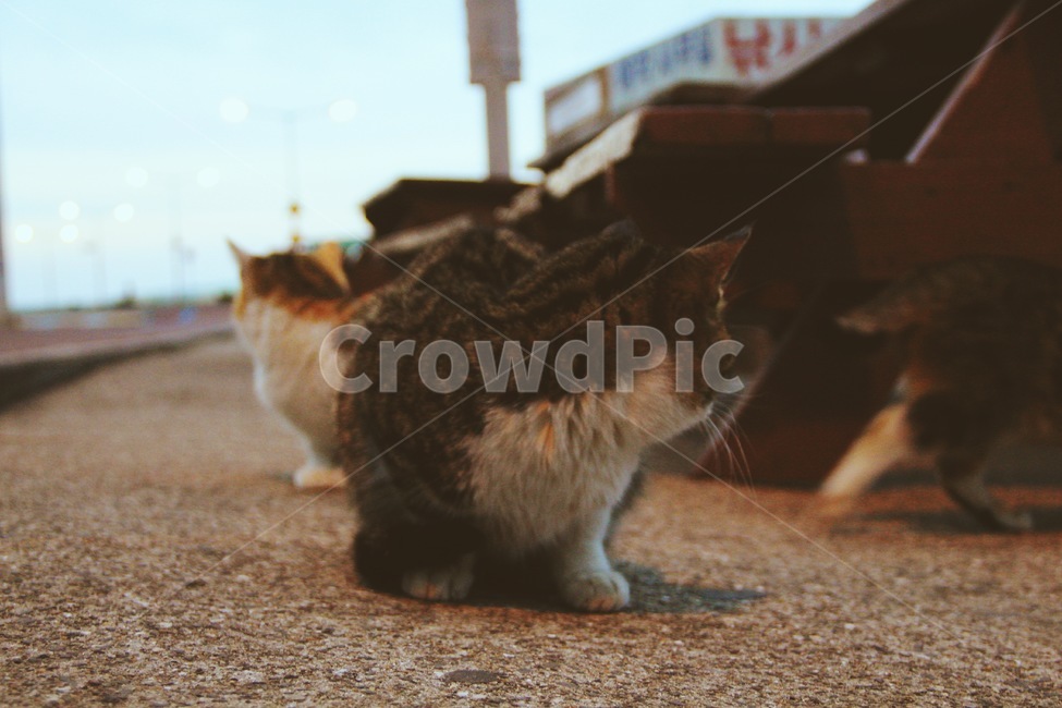 고양이,cat,제주도,배경화면,아름다움,색감,동물,animal,포유류,mammal,고양이,cat,kitten,kitty,감성,sensible,feeling