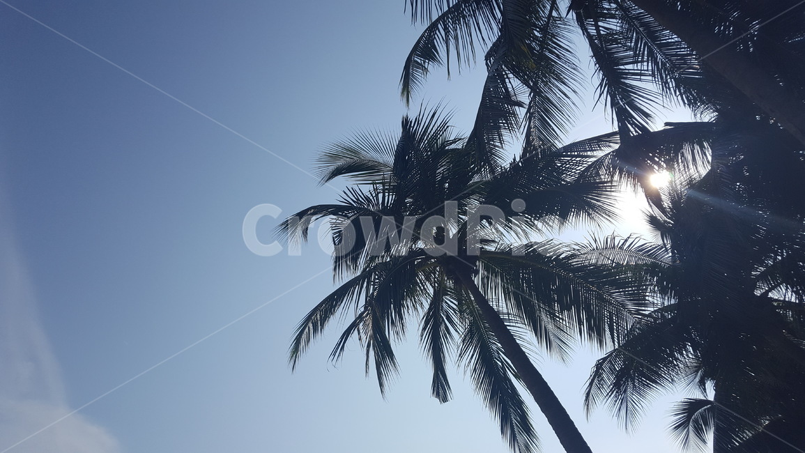 풍경,자연,나무,tree,nature,landscape,야자수,palmtree