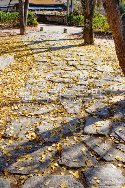 yellow,tree,background screen,autumn road,tree trunk,ginkgo leaves,fallen leaves,fall,background,plant,season,treetrunk,stone road,autumn