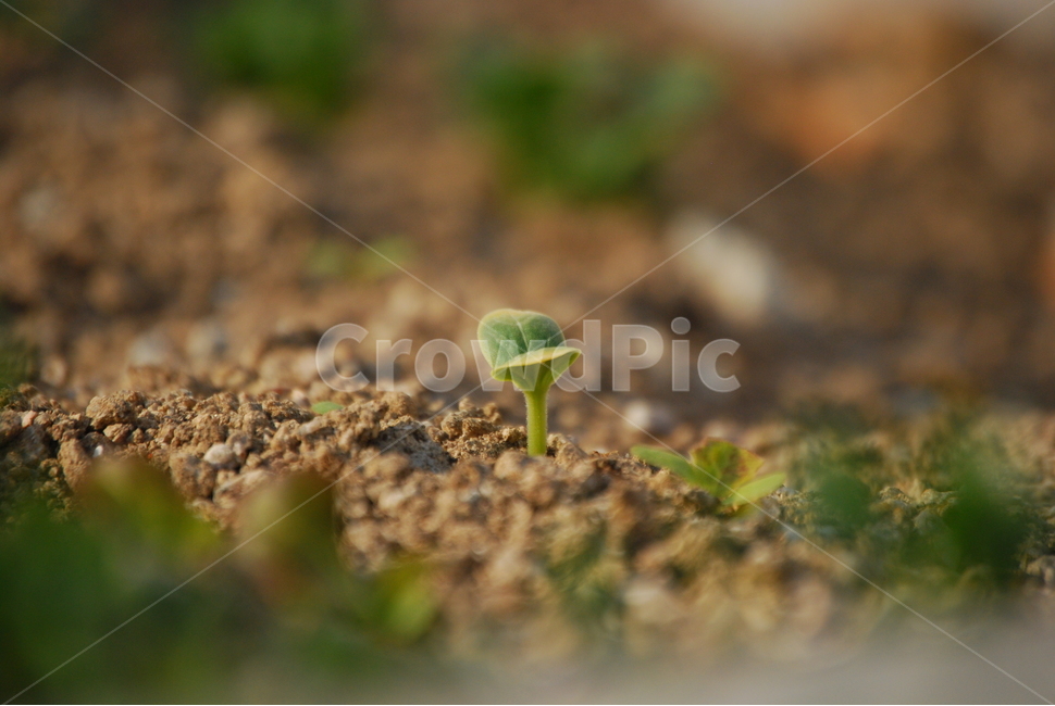 봄,새싹,새순,화단,떡잎,소망,봄,계절,spring,season,식물,자연,plants,nature,plant,fungus,진균류