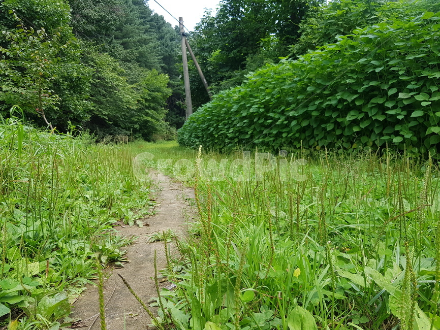 숲,산길,풀,식물,숲길,잔디,잡초,자연,길,plant,잎,nature,풍경,실외,낮,동양,아시아,환경