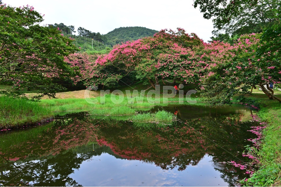 전남,담양,명옥헌원림,배롱나무,명옥헌배롱나무,배롱나무꽃,백일홍나무,여름,계절,nature,자연,outdoors,옥외,grass,잔디,plant,식물,pond,못,water,물,자연,풍경,nature,landscape,한국자연풍경,한국자연경관,korea nature landscape