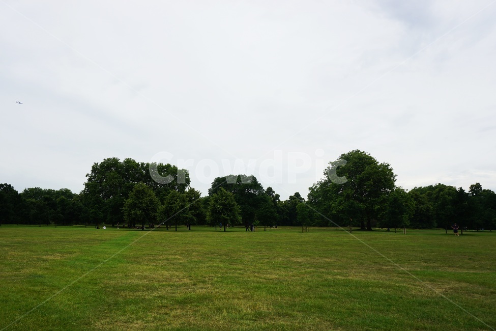 plant,식물,grass,lawn,잔디,공원,하이드파크