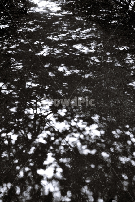 실루엣,그림자,나무,흑백,추상적,silhouette,shadow,tree,monochrome,abstract,실루엣,그림자,silhouette,shadow