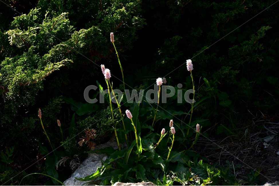 범꼬리,야생화,꽃,식물,자연,생태,플라워,flower,plants,nature,식물,자연,plants,nature,꽃,flower