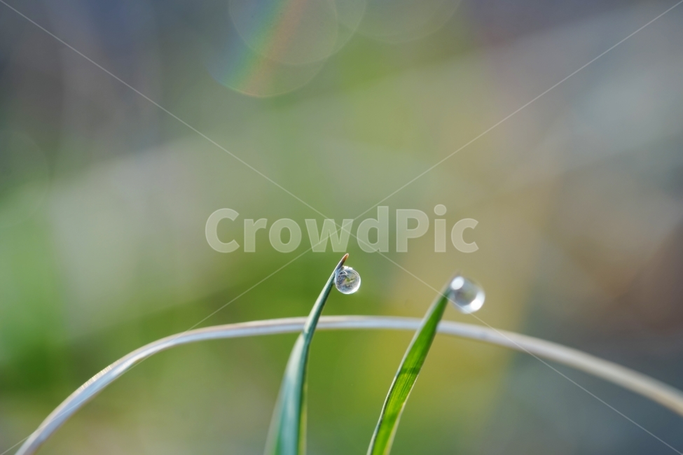 풀,잡풀,야생초,식물,아침이슬,아침,자연,풍경,nature,landscape,droplet,작은 물방울