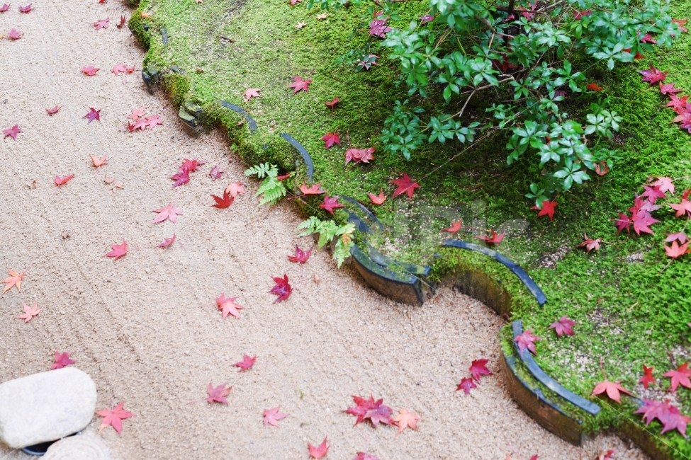 아다치미술관,꽃,일본여행,돗토리현여행,일본정원,일본최고정원,정원,단풍,가을,계절,fall,autumn,season,식물,자연,plants,nature,leaf,잎,plant,flagstone,판석