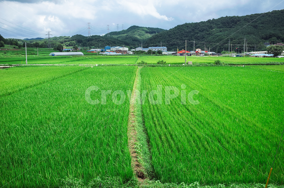 시골길,논,밭,구름,시골마을,오솔길,시골,마을,풍경,landscape,country,rural,town