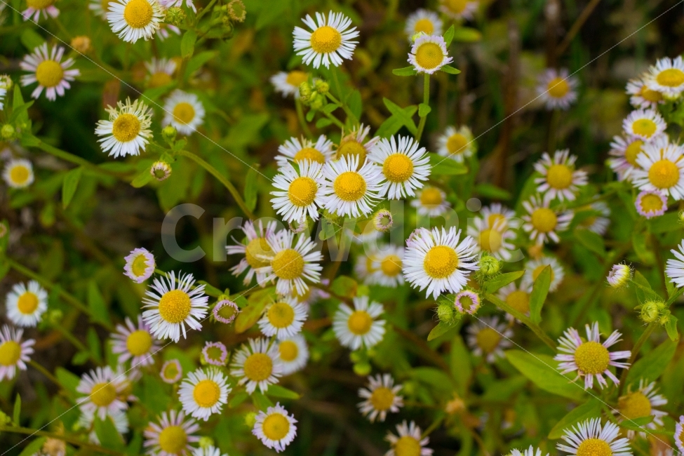 꽃,풀,민들레,꽃사진,flower,식물,자연,plants,nature,꽃,flower