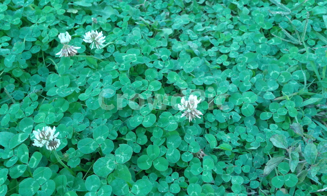 식물,plant,leaf,green,초록,세잎클로버,토끼풀,식물,자연,plants,nature