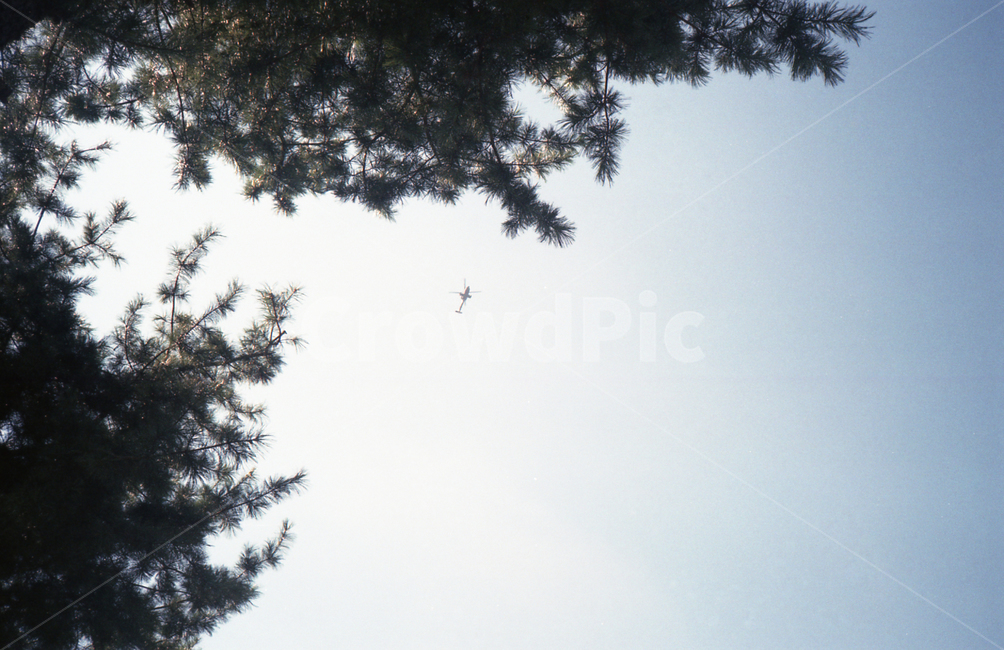 하늘,햇살,나뭇가지,헬리콥터,순간포착,자연,풍경,nature,landscape,animal,동물,bird,새,flying,나는,tree,나무,plant,식물
