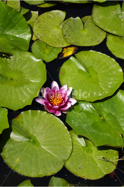 연못,수련,수생식물,식물,자연,꽃,flower,color,식물,자연,plants,nature,꽃,flower