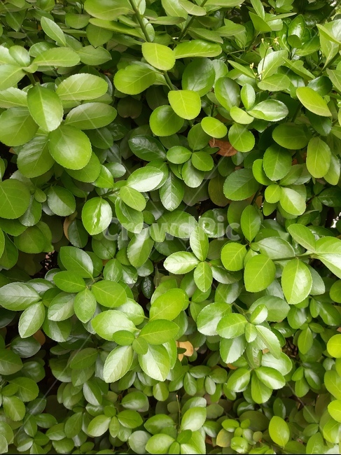 나무잎,초록,summer,green,leaf