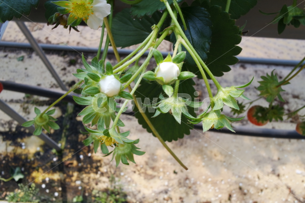 딸기봉오리,딸기,딸기잎,식물,plant,딸기체험