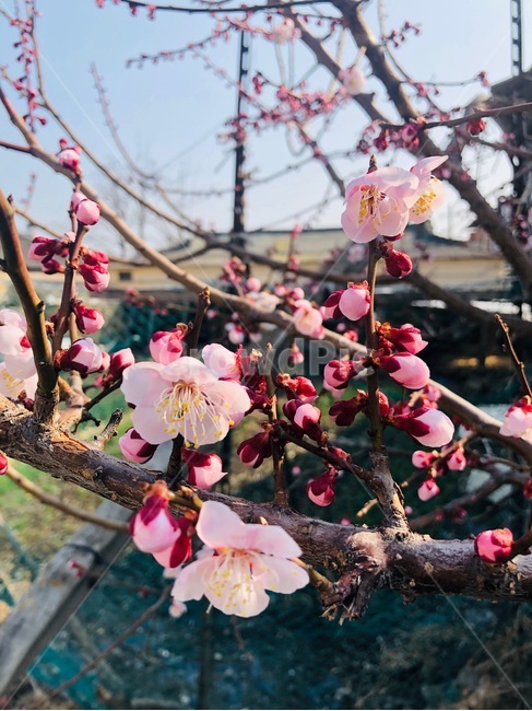 꽃,봄,계절,spring,flower,봄,계절,spring,season,식물,자연,plants,nature,꽃,flower,plant,blossom,cherry blossom,벚꽃