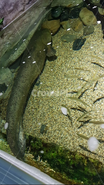 수족관,민물,물고기,메기,큰고기,동물,animal,어류,물고기,fish