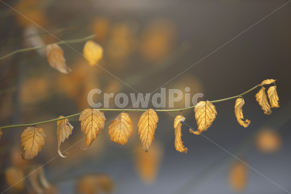leaf,잎,plant,식물,낙엽,가을,계절,fall,autumn,season,식물,자연,plants,nature
