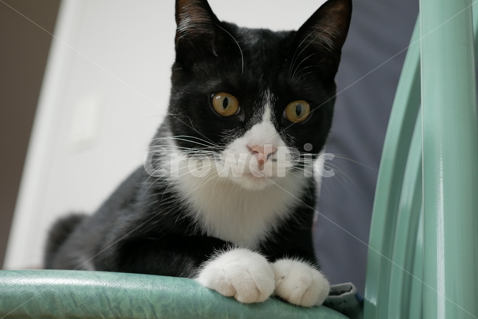 고양이,개냥이,애교,호기심,표정,얼굴,동물,귀여운