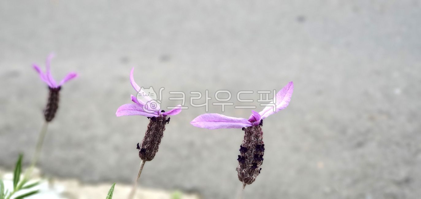 atmosphere,delicate,feeling,loneliness,Hallelujah,flower,Herb,background,purple,Scent,Emotion,flower background,lavender,Lavender background