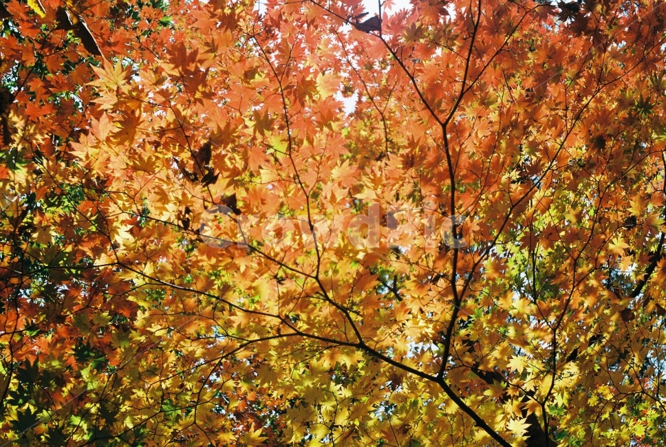 단풍,나무,자연,가을,산,가을,계절,fall,autumn,season,식물,자연,plants,nature,나무,trees,wood,leaf,잎,plant,tree,maple