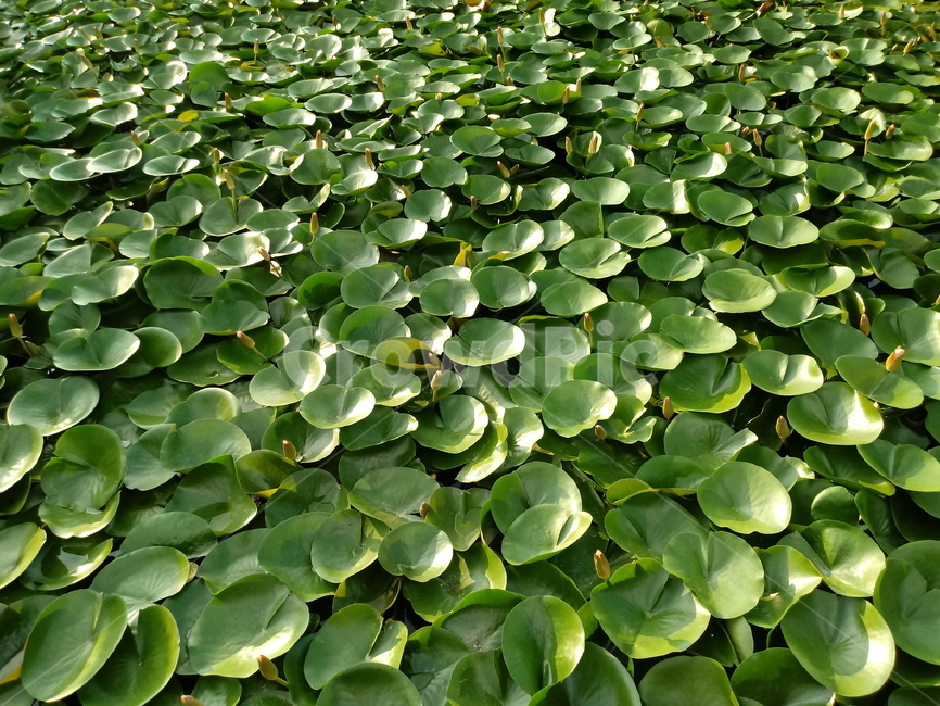 수련,자우련,수생식물,꽃,flower,plant,waterlily,자연,풍경,nature,landscape,blossom,lily,백합,식물