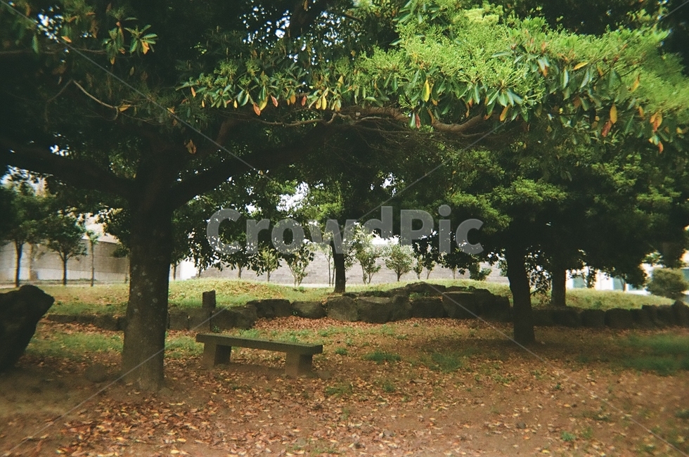 공원,의자,벤치,쉼터,나무,자연,bench,식물,자연,plants,nature,나무,trees,wood