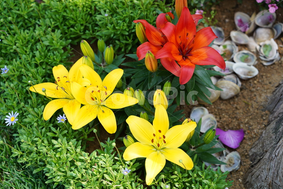 꽃,꽃박람회,플라워,flower,예쁜꽃