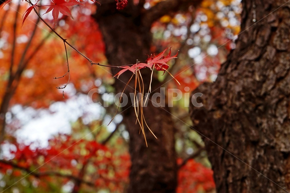 가을감성,가을느낌,가을풍경,가을배경,풍경,가을,계절,fall,autumn,season,식물,자연,plants,nature,leaf,잎,tree